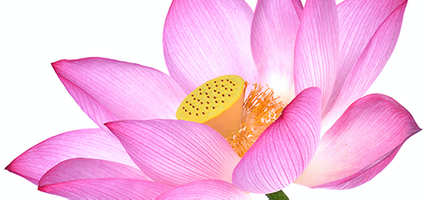 Lotus%20Cropped%20Header